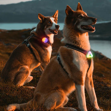 🌙 How to Walk Your Dog Safely at Night: 5 Tips & Must-Have Gear