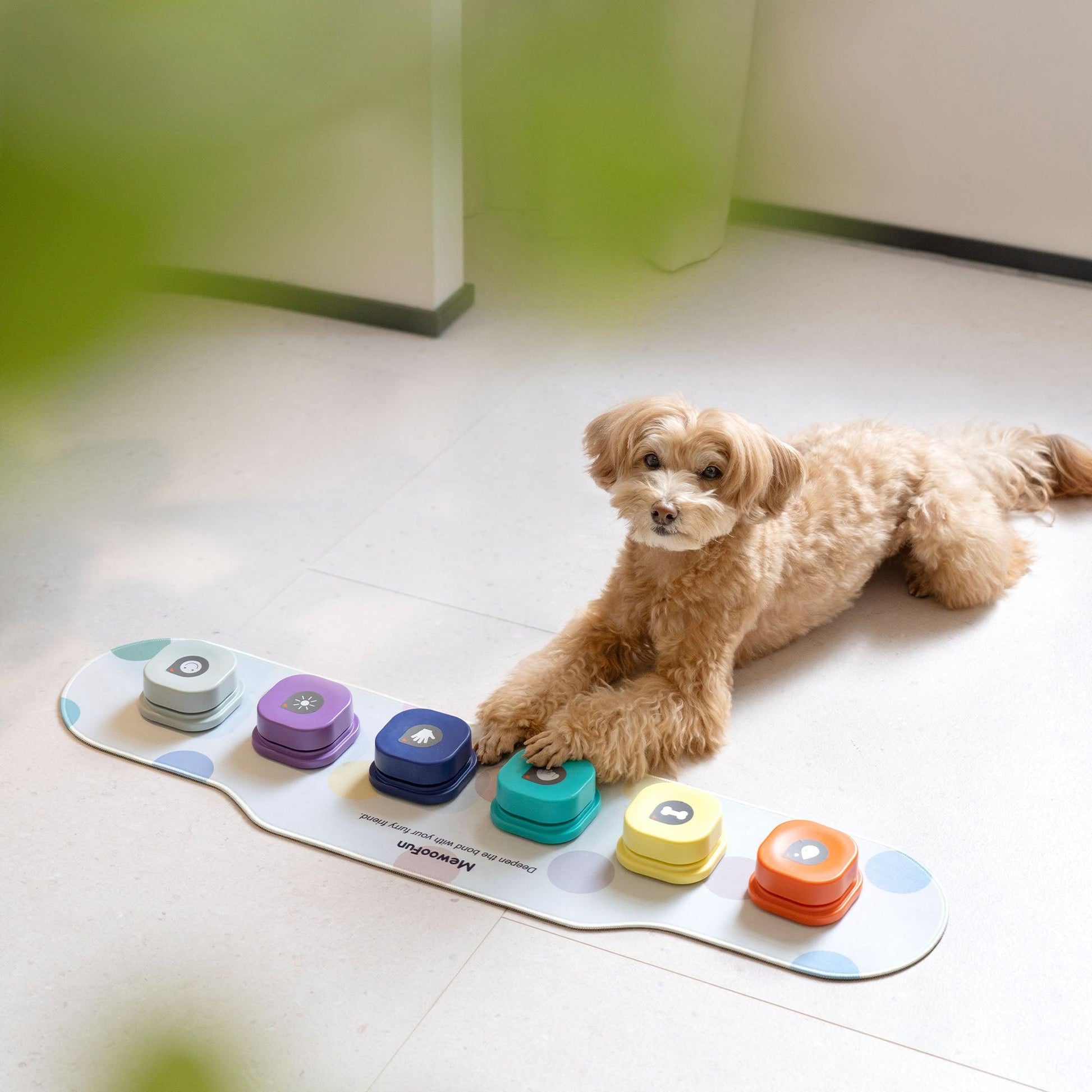 Recordable Dog Buttons for Communication & Training - Mewoofun Australia