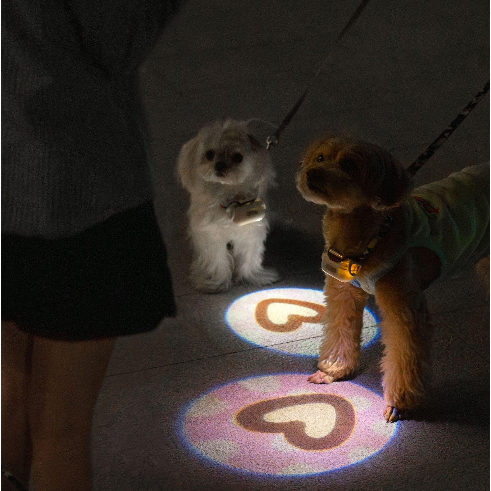 Dog Lights For Night Walking - Mewoofun Australia