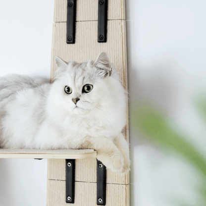 Purrfect Perch: Door-Hanging Kitty Climber Adventure - Mewoofun Australia